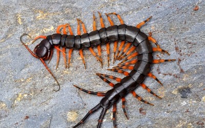 Scolopendra hainanum Sling/ Kelabang/ Lipan/ Centipede